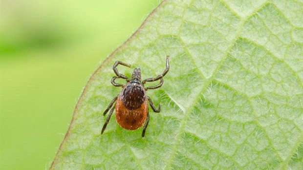Maladie de Lyme : de plus en plus de cas dans la région